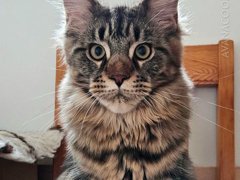 Chatons Maine Coon LOOF lign&eacute;e des champions 1500 86100 Ch�tellerault