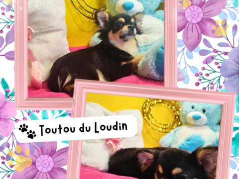 Chiot chihuahua femelle poils longs 600 18140 Pr�cy