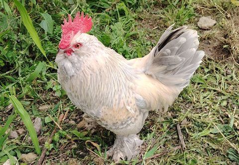 Poules naines Barbues d'Uccle 0 06300 Nice