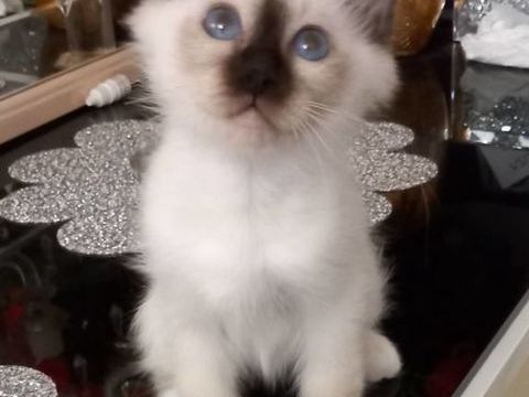 MAGNIFIQUE chatons sacr&eacute; de Birmanie 1200 06100 Nice