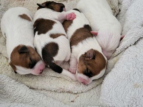 Chiots Jack russel terrier  
0 32220 Saint-soulan