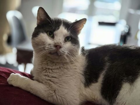 LAKA 210 27140 Am�court