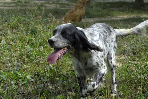 Setter Anglais LOF adultes disponibles de suite 300 31350 Blajan