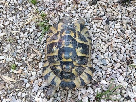 Tortue de terre femelle de 16 ans reproductrice 350 84140 Montfavet