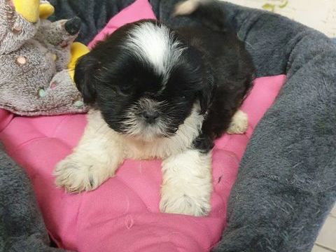 SPLENDIDES CHIOTS SHIH TZU Mà"LES NOIR ET BLANC, .. 550 86400 Civray