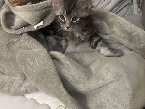 Magnifique Chatons  Maine coon 800 93000 Bobigny