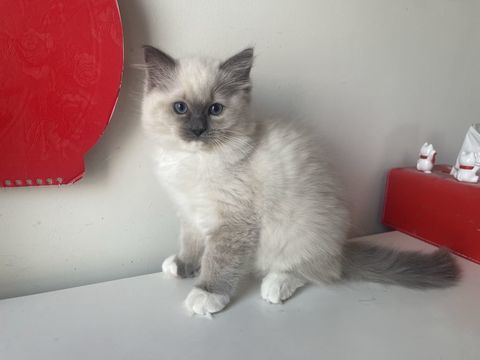 Nid ragdoll - un mâle et une femelle (92) 1200 92380 Garches