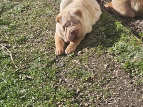 Sharpei 300 37700 Saint-pierre-des-corps