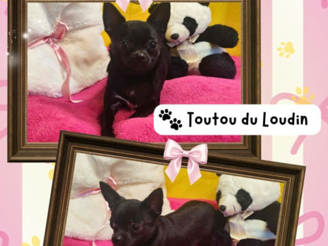 Chiot chihuahua femelle poils courts 650 18140 Pr�cy
