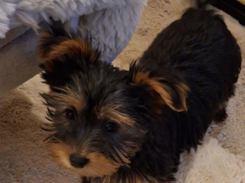  bébés  yorkchers BIEWER 1150 24110 Manzac-sur-vern