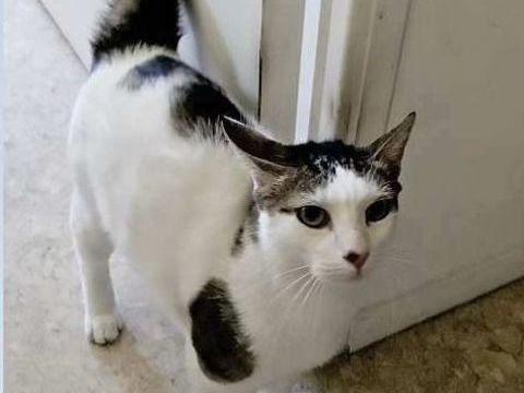 Chat POMPON à l adoption 200 26110 Vinsobres