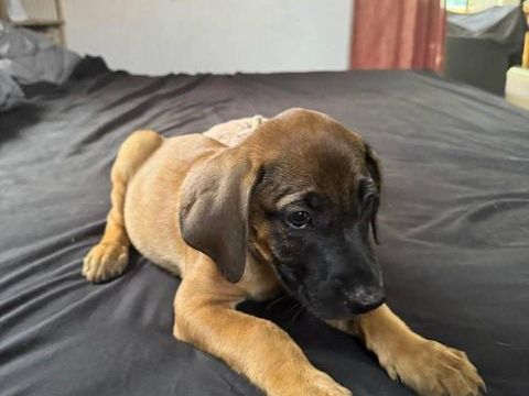 Banjo, notre tr&eacute;sor 300 70000 Andelarre