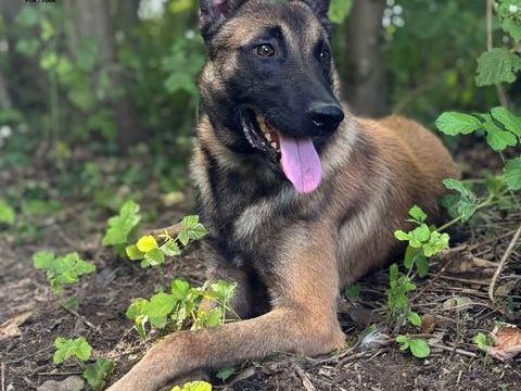 bergers belge malinois LOF 700 10400 Le mriot