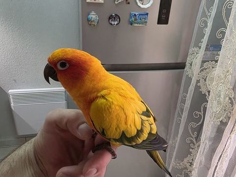 Conure soleil 450 34000 Montpellier