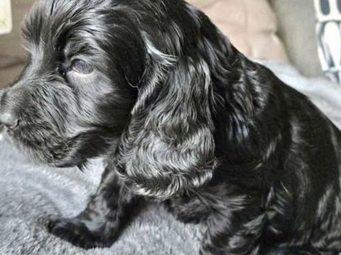 Jolis cocker spaniel anglais 1800 30320 Saint-gervasy