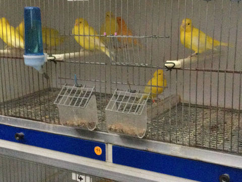 Canaris m&acirc;les/femelles  20 62220 Carvin