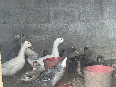 Canards 10 49450 Saint-macaire-en-mauges