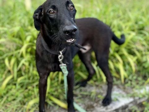 Dusty, m&acirc;le crois&eacute; berger, n&eacute; le 15/06/2025 🐶 380 77000 Livry-sur-seine