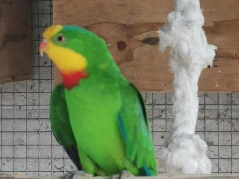 grande perruche 100 59330 Saint-remy-du-nord