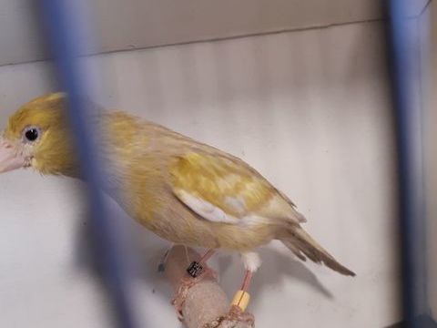 Canari raza jaspe double dilu&eacute; 80 33240 Saint-andr�-de-cubzac