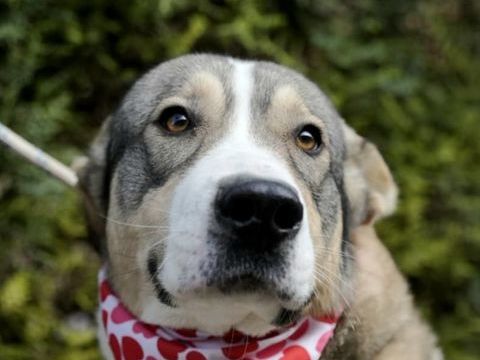 KEYLA 320 27620 Gasny