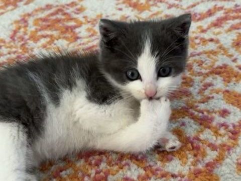 Chatons  0 93200 Saint-denis