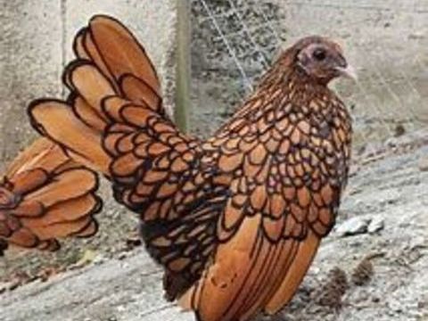 Oeuf f&eacute;cond&eacute;, poussin, poule, coq Sebright 39 77540 Courpalay