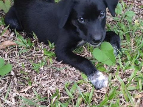 Puka, femelle X berger, née le 26/09/2025 &#128054; 300 28000 Chartres