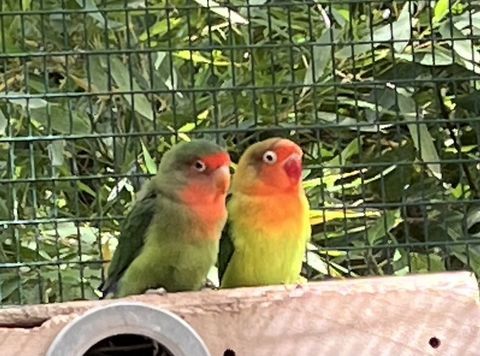 Adorables couples d inséparables 60 13100 Aix-en-provence