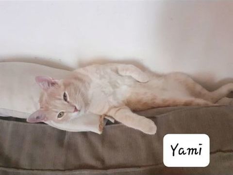 YAMI 125 13140 Miramas