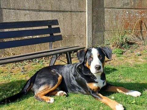 Chiot 1 an cherche une nouvelle famille aimante 0 77390 Ozouer-le-voulgis