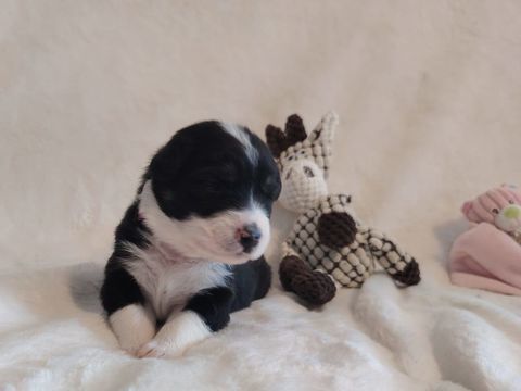 Chiots Berger Australien LOF 1300 73110 La rochette