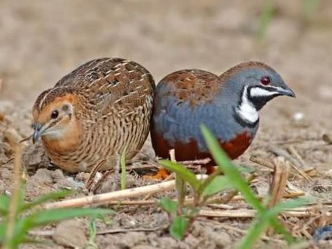 Couple caille du Japon 0 31770 Colomiers