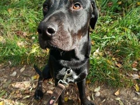 Chien HADES à l adoption 250 26000 Valence