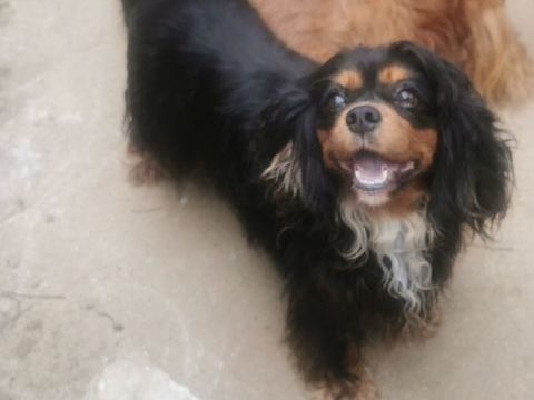 Cavalier king charles 1000 16220 Vouthon