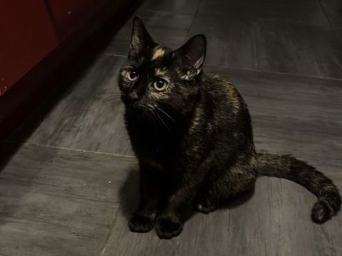 Chatons 0 93200 Saint-denis