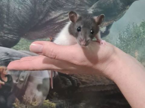 Don Rat femelle 0 59240 Dunkerque