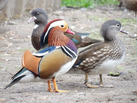  couplr de canard mandarin 40 44810 Hric