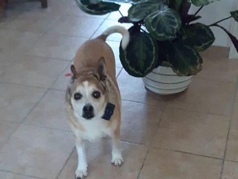 Chien JAZZY &agrave; l adoption 100 84600 Valréas