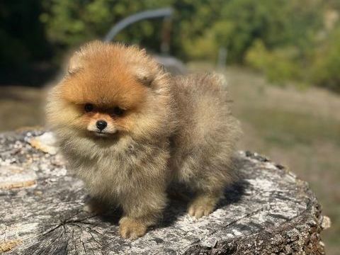Magnifique Spitz naine Pom&eacute;ranian 2000 33750 Saint-germain-du-puch