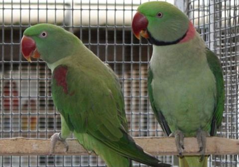 Couple Reproducteur de Grands Alexandres 500 95420 Magny-en-vexin