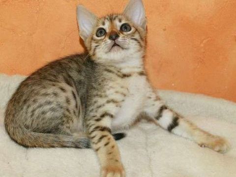 CHATON SAVANNAH LOOF 1850 31190 Mauressac