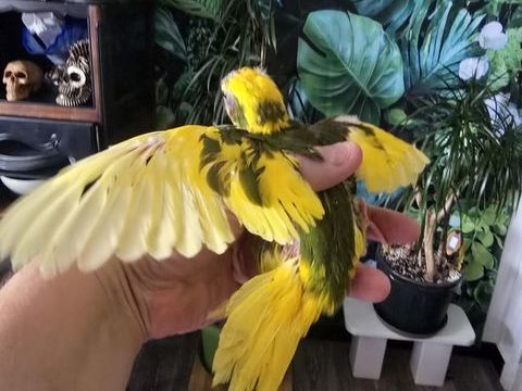 7 kakarikis EAM et adorablent a r&eacute;server a Tarbes. 80 65000 Tarbes