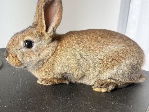 B&eacute;b&eacute; lapin 35 06540 Breil-sur-roya