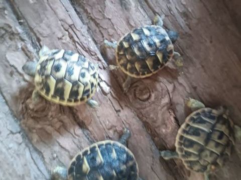 Tortue terrestre Greaca 50 84000 Avignon