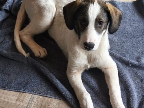 VICKY au refuge en Roumanie ( lui cherchons aussi un accueil pour  la sauver ) 0 75018 Paris