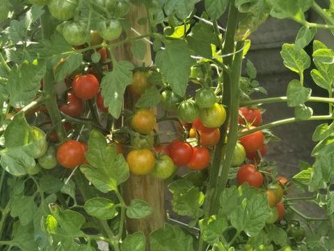 Pers s&eacute;rieuse recherche tortue de terre adulte,voir &acirc;g&eacute;e 77 0 93800 �pinay-sur-seine