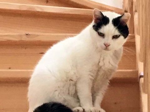 BLANCHETTE, superbe chatte noire et blanche à adopter via l'association UMA 50 18370 Saint-saturnin