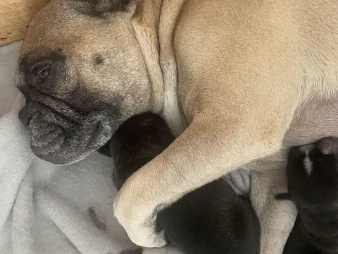 Type bouledogue fran&ccedil;ais 0 35130 La guerche-de-bretagne