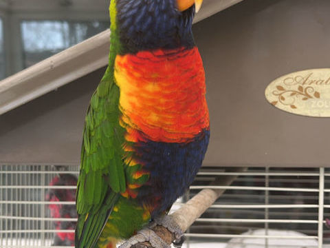 Loriquet eam 400 80290 Poix-de-picardie